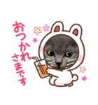 ネコちゃんの毎日癒される（個別スタンプ：15）