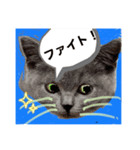 ネコちゃんの毎日癒される（個別スタンプ：18）