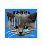 ネコちゃんの毎日癒される（個別スタンプ：19）