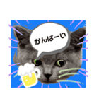 ネコちゃんの毎日癒される（個別スタンプ：20）