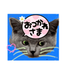 ネコちゃんの毎日癒される（個別スタンプ：21）