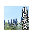 しりとり用「る」対策するこ（個別スタンプ：8）