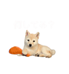 まる乃ふく乃（個別スタンプ：2）