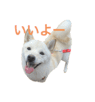 まる乃ふく乃（個別スタンプ：3）