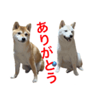まる乃ふく乃（個別スタンプ：11）