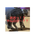 テンちゃんだいすき！！！（個別スタンプ：4）