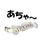 fish in the sea 9（個別スタンプ：12）