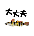 fish in the sea 9（個別スタンプ：16）