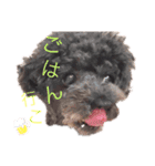 familly 4.（個別スタンプ：14）