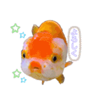 きんぎょ わーるど（個別スタンプ：7）