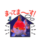 きんぎょ わーるど（個別スタンプ：13）