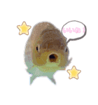 きんぎょ わーるど（個別スタンプ：15）