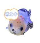 きんぎょ わーるど（個別スタンプ：19）