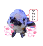 きんぎょ わーるど（個別スタンプ：23）