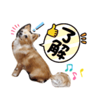 ナナちゃんスタンプ【よく使うワン⑤】（個別スタンプ：1）