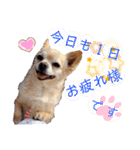 ナナちゃんスタンプ【よく使うワン⑤】（個別スタンプ：6）