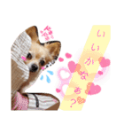 ナナちゃんスタンプ【よく使うワン⑤】（個別スタンプ：11）