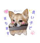 ナナちゃんスタンプ【よく使うワン⑤】（個別スタンプ：13）