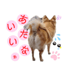 ナナちゃんスタンプ【よく使うワン⑤】（個別スタンプ：14）