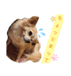 ナナちゃんスタンプ【よく使うワン⑤】（個別スタンプ：17）