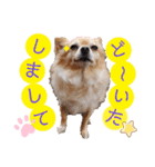 ナナちゃんスタンプ【よく使うワン⑤】（個別スタンプ：19）