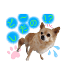 ナナちゃんスタンプ【よく使うワン⑤】（個別スタンプ：20）
