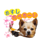 ナナちゃんスタンプ【よく使うワン⑤】（個別スタンプ：21）
