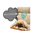 BMペキ(空)（個別スタンプ：6）