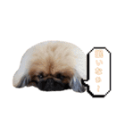 BMペキ(空)（個別スタンプ：8）