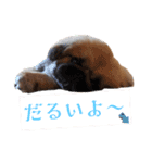 BMペキ(空)（個別スタンプ：16）