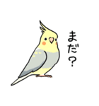 おらの動物園60-3【オカメインコ】（個別スタンプ：37）