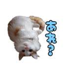ミル君スタンプ（個別スタンプ：17）