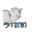 ミル君スタンプ（個別スタンプ：19）