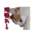 ミル君スタンプ（個別スタンプ：20）