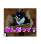 あるてぃめっと☆にゃいやもんど（個別スタンプ：1）