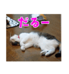 あるてぃめっと☆にゃいやもんど（個別スタンプ：2）