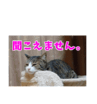 あるてぃめっと☆にゃいやもんど（個別スタンプ：3）