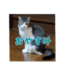 あるてぃめっと☆にゃいやもんど（個別スタンプ：4）