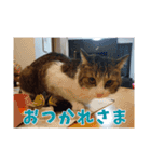 あるてぃめっと☆にゃいやもんど（個別スタンプ：5）