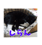 あるてぃめっと☆にゃいやもんど（個別スタンプ：8）