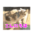 あるてぃめっと☆にゃいやもんど（個別スタンプ：10）