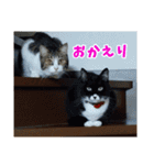 あるてぃめっと☆にゃいやもんど（個別スタンプ：11）