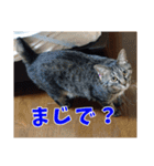あるてぃめっと☆にゃいやもんど（個別スタンプ：12）