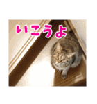 あるてぃめっと☆にゃいやもんど（個別スタンプ：13）