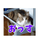 あるてぃめっと☆にゃいやもんど（個別スタンプ：14）