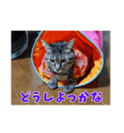 あるてぃめっと☆にゃいやもんど（個別スタンプ：15）