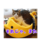 あるてぃめっと☆にゃいやもんど（個別スタンプ：16）