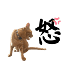 茶トラのしんちゃん（個別スタンプ：9）