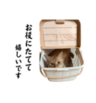 茶トラのしんちゃん（個別スタンプ：14）