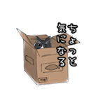 ハチワレねこ（第2.5弾）（個別スタンプ：5）